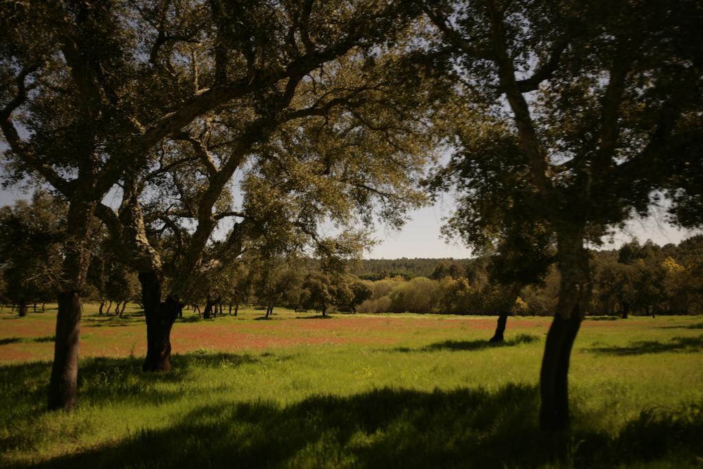 Monte Do Areeiro Villa Coruche Kültér fotó